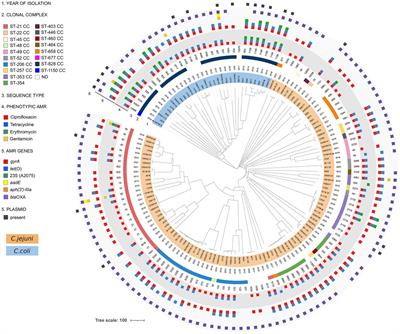 Antibiotic resistance, plasmids, and virulence-associated markers in human strains of Campylobacter jejuni and Campylobacter coli isolated in Italy